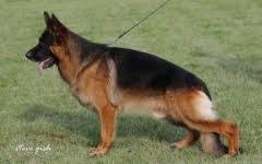 public/dog_images/454/1719240182.Fight vom Holtkämper Hof.jpg